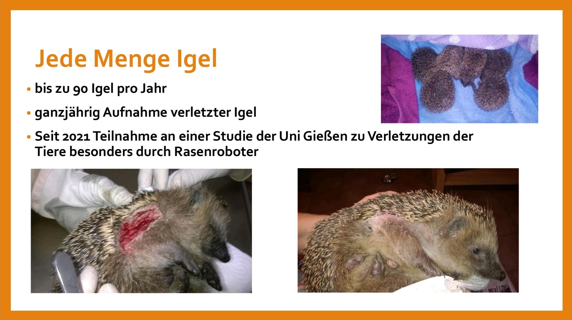 Entstehung der Igelstation